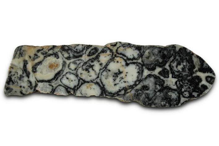 Proterozoic Columnar Stromatolite (Asperia) Slab - Australia #353612